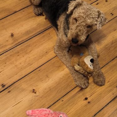 RESERVIERT   –   Gut ausgebildete Airedale Terrier Hündin sucht ein neues Zuhause